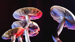 Benefits of Psilocybin Mushrooms