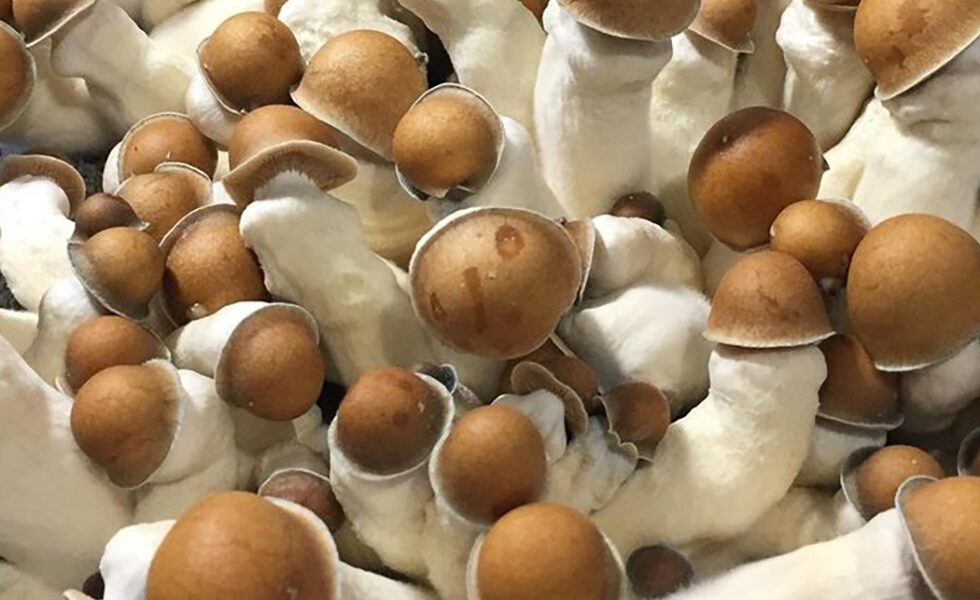 Albino Penis Envy Mushrooms