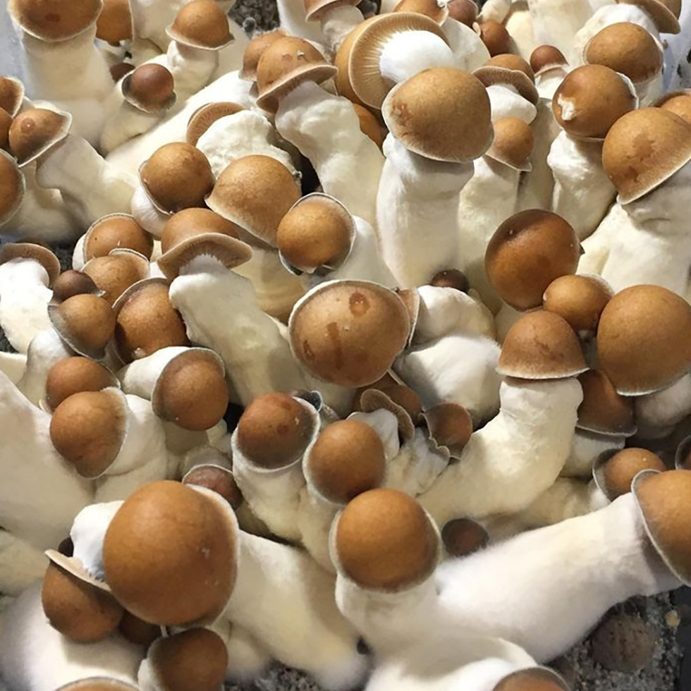 Albino Penis Envy Mushrooms